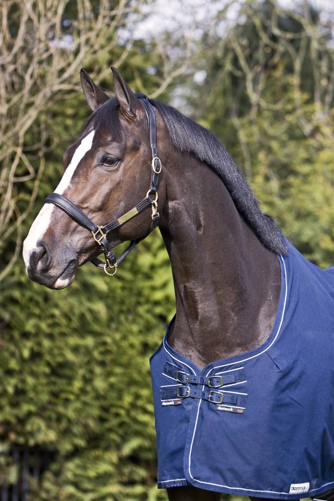 Dominick Stable Rug Lite (0g)